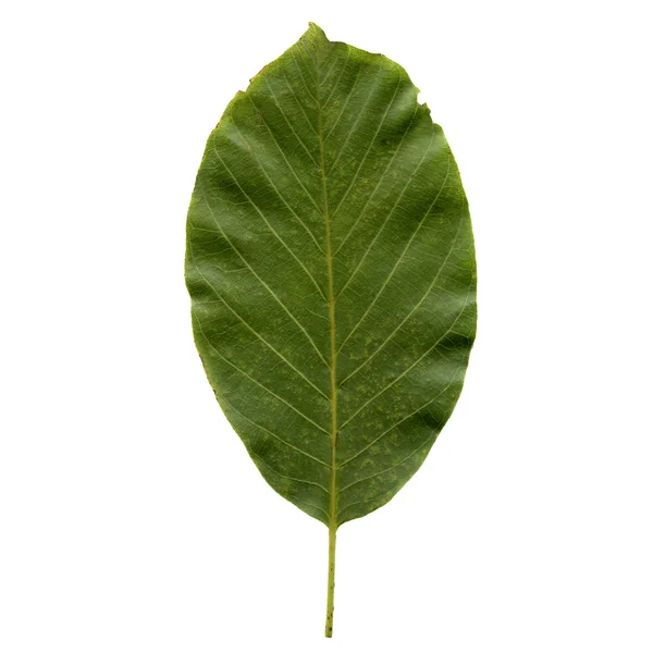 Ceviz yaprağı — Stok fotoğraf
