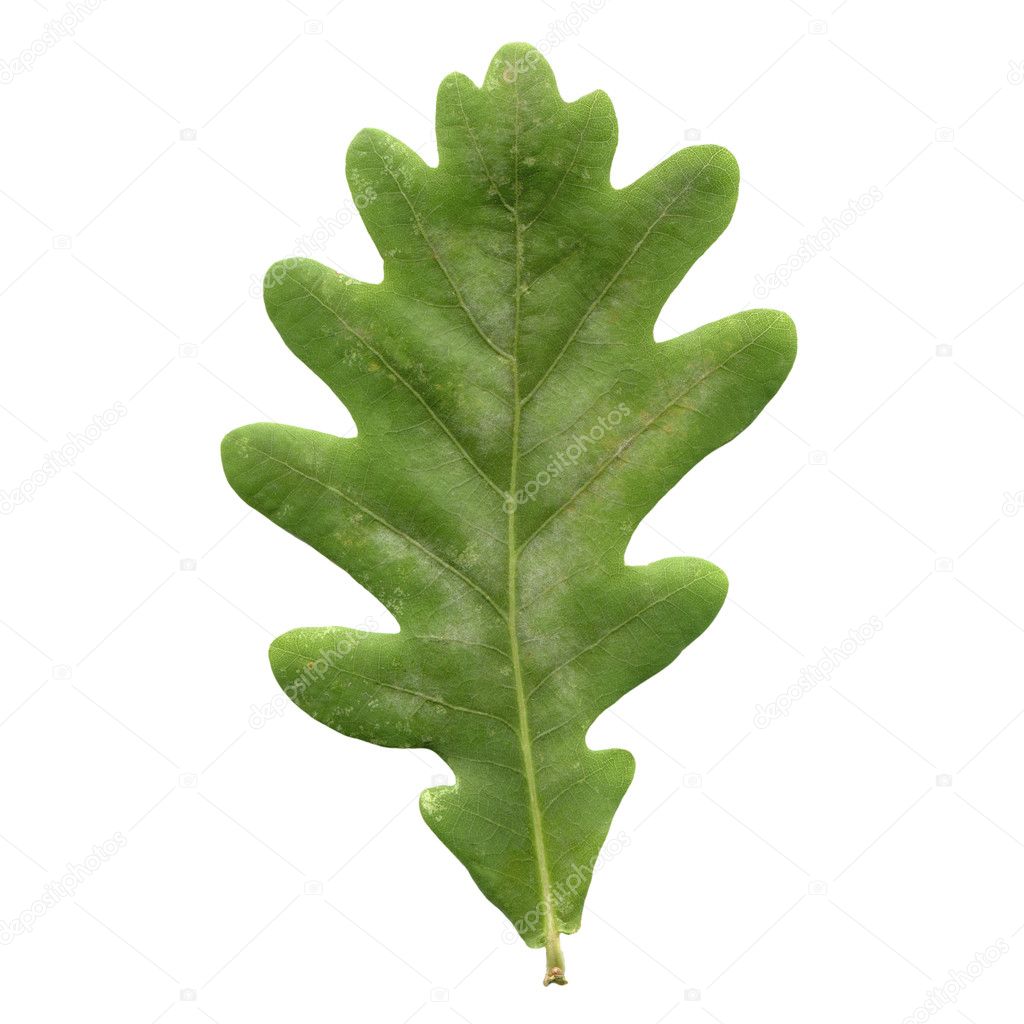 overcup oak leaf