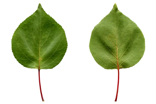 Apricot leaf — Stock Photo, Image