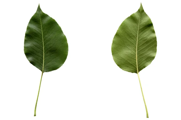 Pear leaf — Stock Photo, Image
