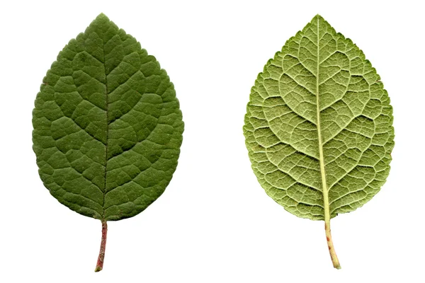 자 두 잎 — 스톡 사진