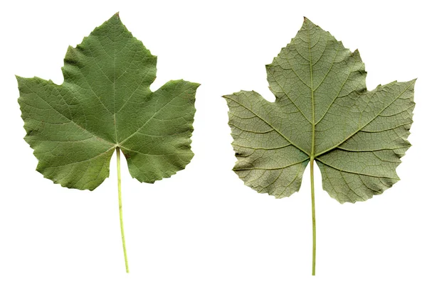 Vitis liść — Zdjęcie stockowe