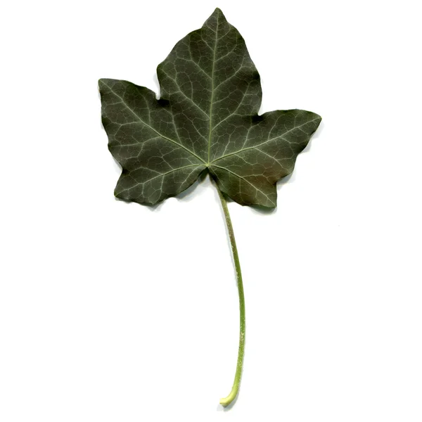 Плющ листя — стокове фото