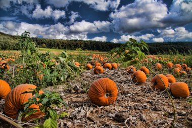 Pumkin field clipart