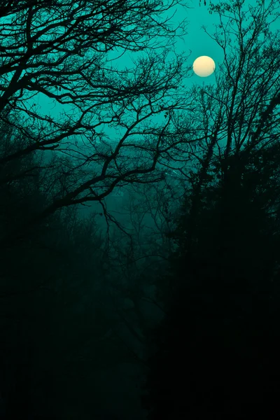 Moonlight Shadow — Fotografie, imagine de stoc