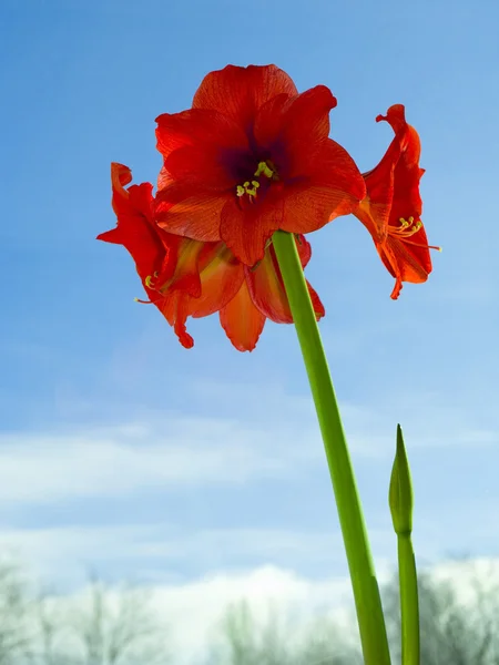 Spring lily — Stock Photo, Image