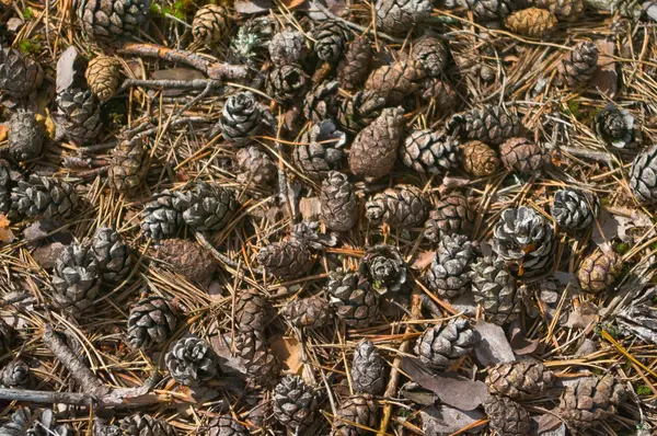 stock image Pine cones and needles lie on earth