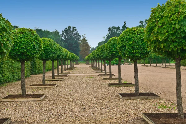 Avenue of lindens in palace formal garden — Stock Photo, Image