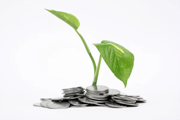 Money Plant growing in coins — Stock Photo, Image