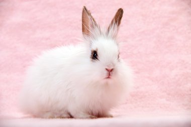 Little White Domestic Rabbit on Pink Background clipart