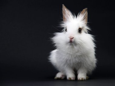 Little White Domestic Rabbit on Black Background clipart