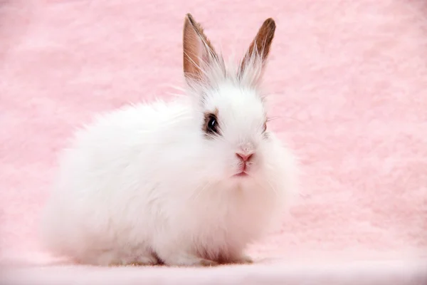 Little White Domestic Rabbit on Pink Background — Stock Photo, Image
