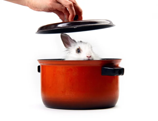 Conejo blanco esponjoso en cacerola —  Fotos de Stock