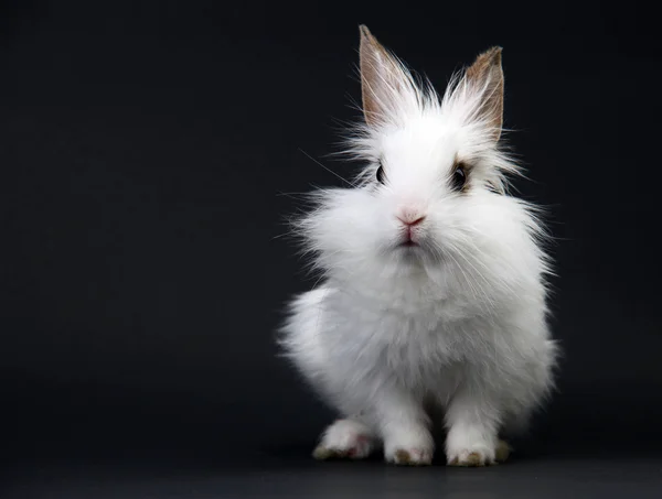 Piccolo coniglio domestico bianco su sfondo nero — Foto Stock