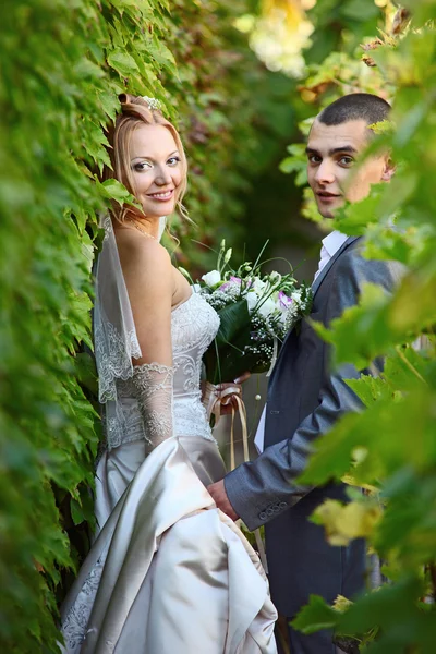 Nieuw getrouwde paar in wijngaard — Stockfoto