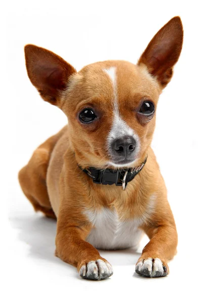 Chihuahua liggande i studion, isolerad på vit — Stockfoto