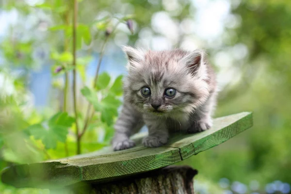 Little kitten in surprise, outdoor shot on summer day — Stock Photo, Image