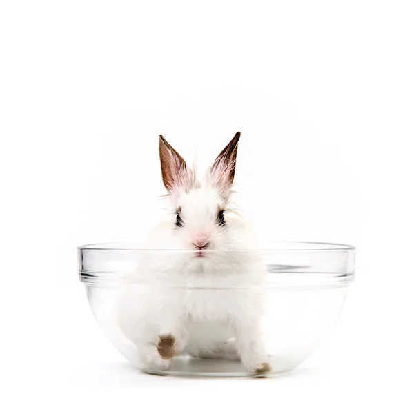 Lilla vita inhemska kanin i salladsskål — Stockfoto