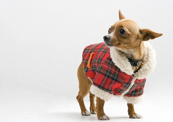 Chihuahua in costume da Babbo Natale su sfondo bianco — Foto Stock