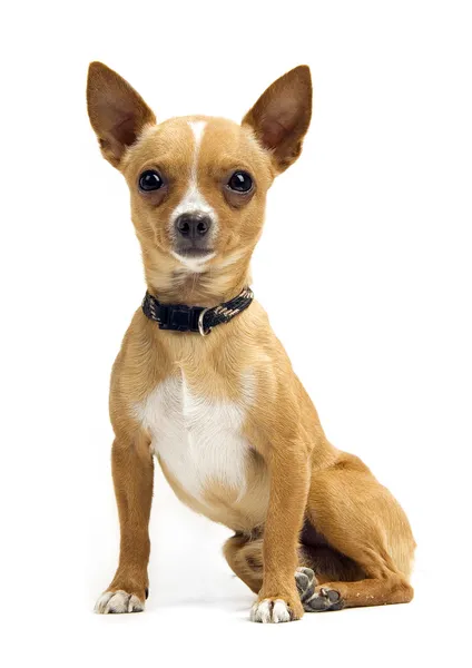 Chihuahua isolado em branco — Fotografia de Stock