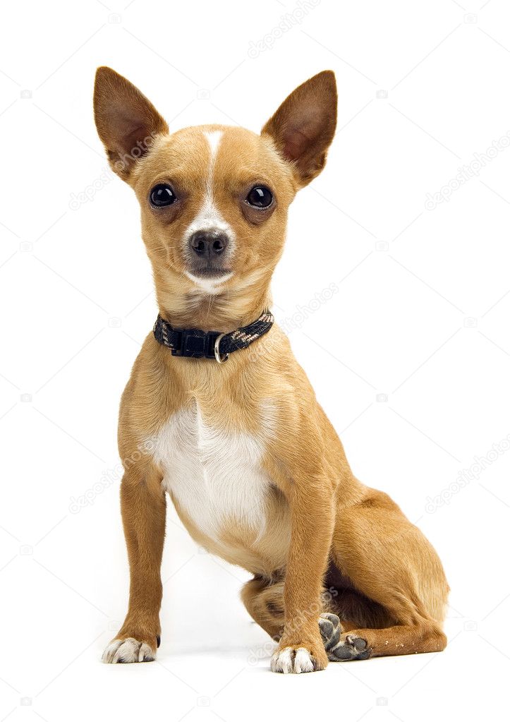 Chihuahua isolated on white