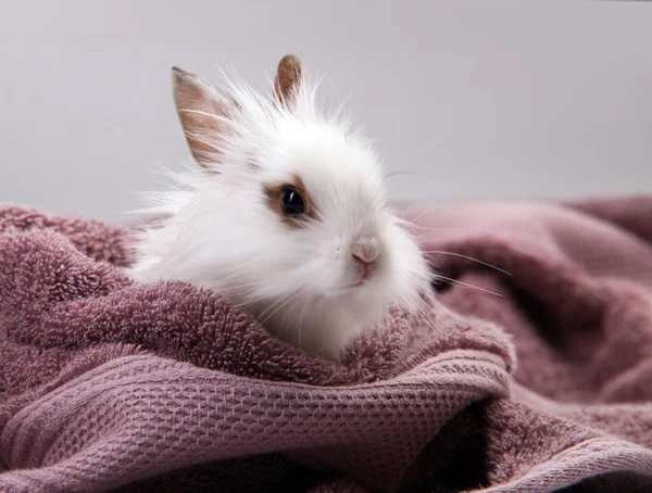 White Domestic Rabbit Nestled in Violet Bath Towel — Stock Photo, Image