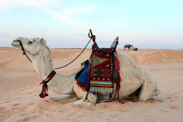 Opdraaien bedouin camel zitten in woestijn — Stockfoto