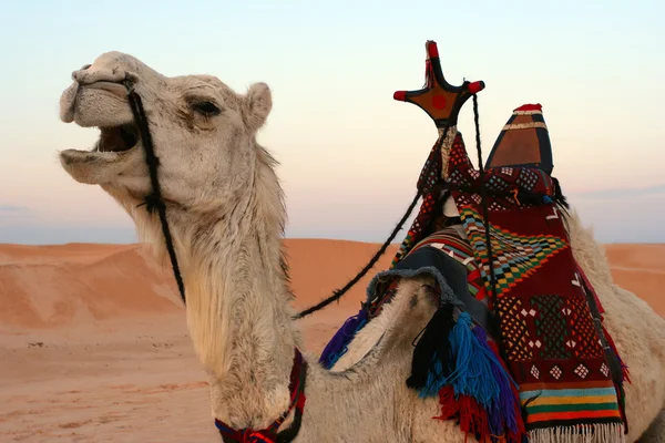 Close-up van opdraaien kameel in woestijn — Stockfoto