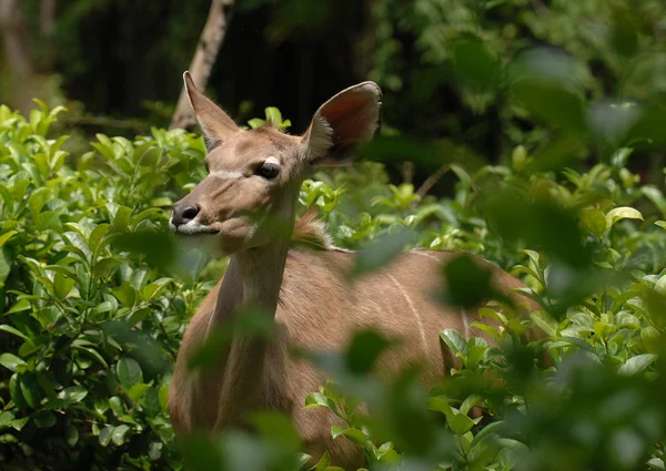 stock image African Deer hides in the green bush.