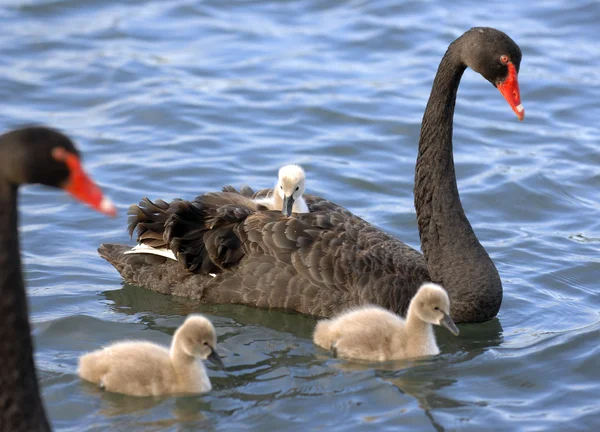 stock image Black swan with chicks swimming in pond