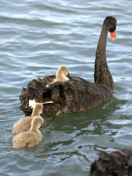 Black swan with chicks swimming in pond