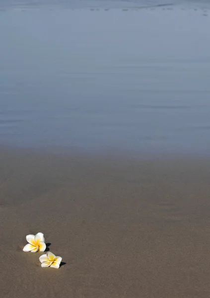 Fiori frangipani sulla sabbia — Foto Stock