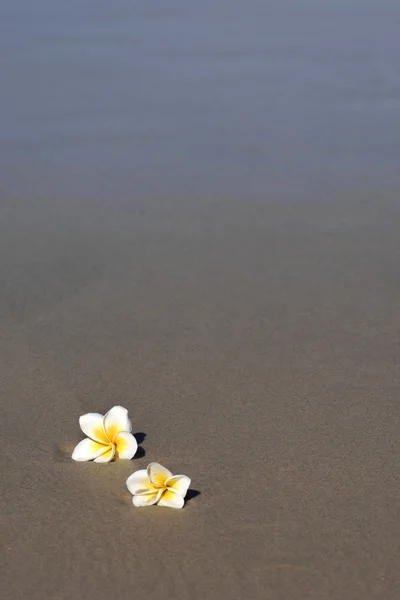 Frangipani flores en la arena —  Fotos de Stock