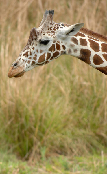  African giraffe in Savannah.