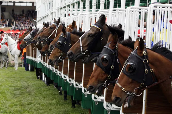 Cavalos no portão inicial — Fotografia de Stock