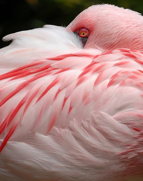 stock image pink flamingo bird