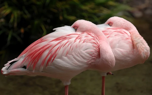 Roze flamingo vogels — Stockfoto