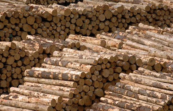 Stacked  pile of logs — Stock Photo, Image
