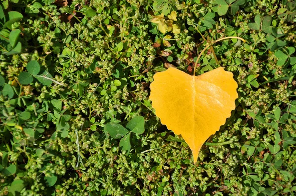 Coração em forma de folha amarela — Fotografia de Stock