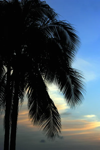 Palm tree silhouette — Stock Photo, Image
