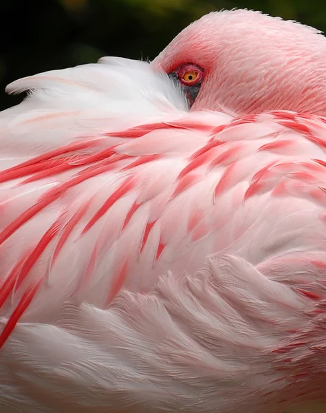 Uccello fenicottero rosa Foto Stock