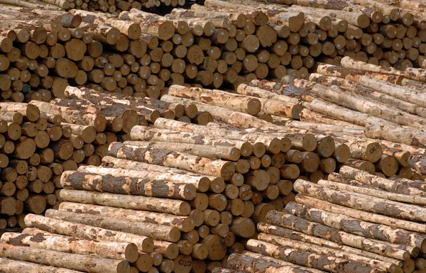 Stacked pile of logs — Stock Image Stacked pile of logs Royalty Free Stock Images