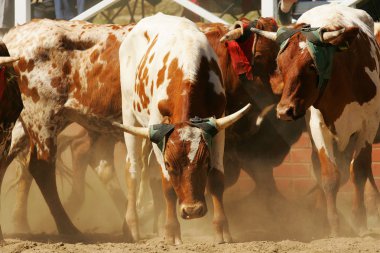 Rodeo bulls at arena   clipart