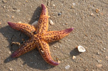 star fish on caribbean beach clipart