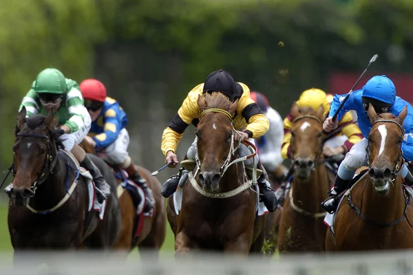 Bijhouden van paardenrennen — Stockfoto