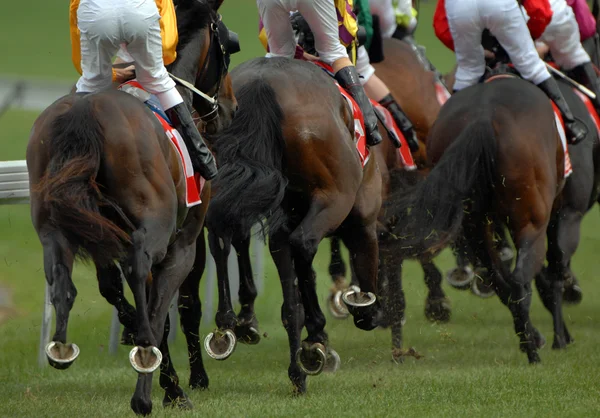 Corrida de cavalos de pista — Fotografia de Stock