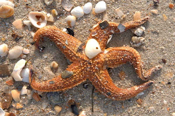Star vis op Caribische strand — Stockfoto