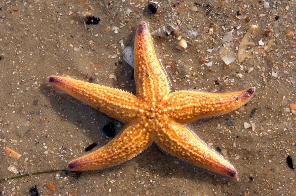 Звездные рыбы на Карибском пляже — стоковое фото
