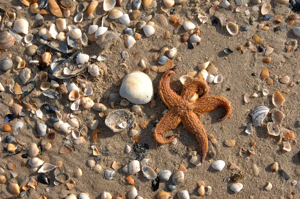 Peixe estrela na praia do caribe — Fotografia de Stock