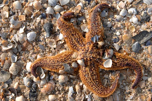 Rozgwiazdy na karaibskiej plaży — Zdjęcie stockowe
